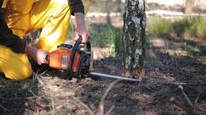 Best Tree Trimming and Pruning  in Lumberton, MS