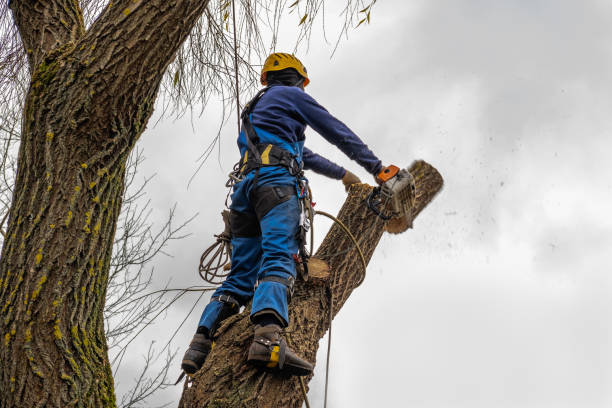 Professional Tree Services in Lumberton, MS