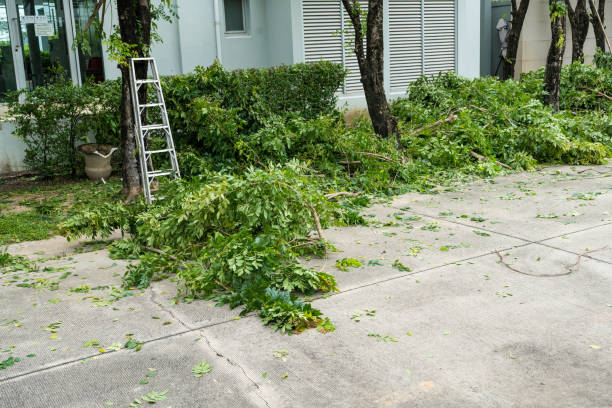 How Our Tree Care Process Works  in  Lumberton, MS